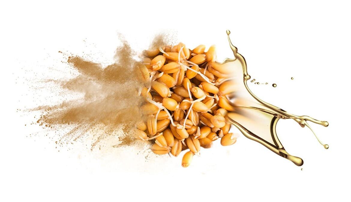 آیا پودر جوانه گندم برای چاقی صورت مفید است؟