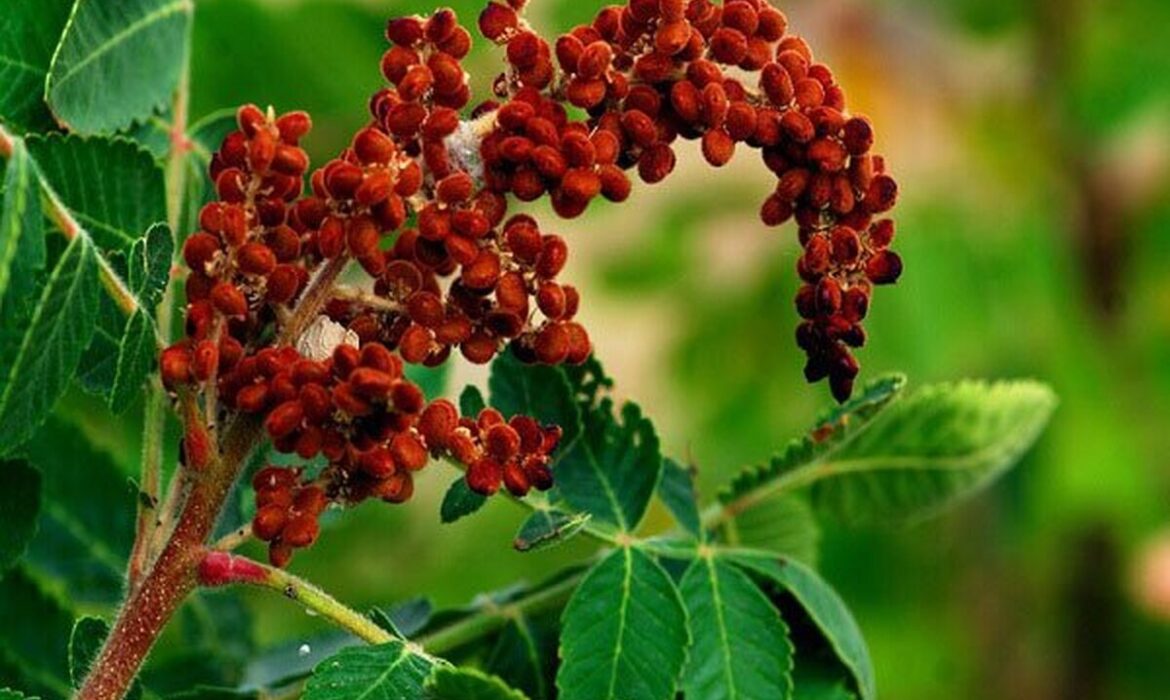 ادویه ای خوش طعم با چاشنی سلامت