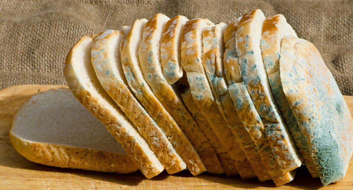 تمام مواد غذایی کپک زده را دور بریزید/ هیچ قسمتی را نخورید