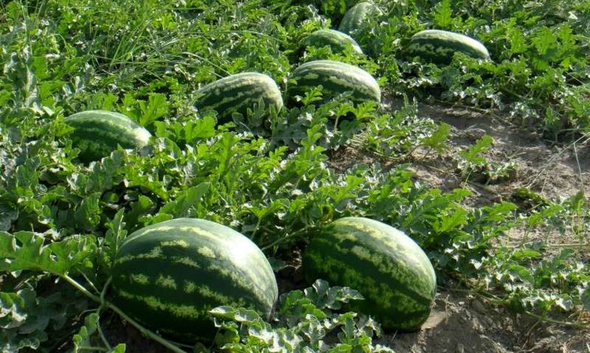 افزایش حداقل ۱۰۰ درصدی تعرفه های صادراتی محصولات آب بر