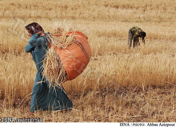 سرنوشت گندم چگونه رقم می‌خورد؟