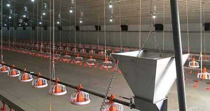 بررسی هزینه احداث مرغداری ۵۰۰۰ قطعه ای: از طراحی تا اجرا